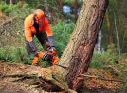 How Our Tree Care Process Works  in Kualapuu, HI